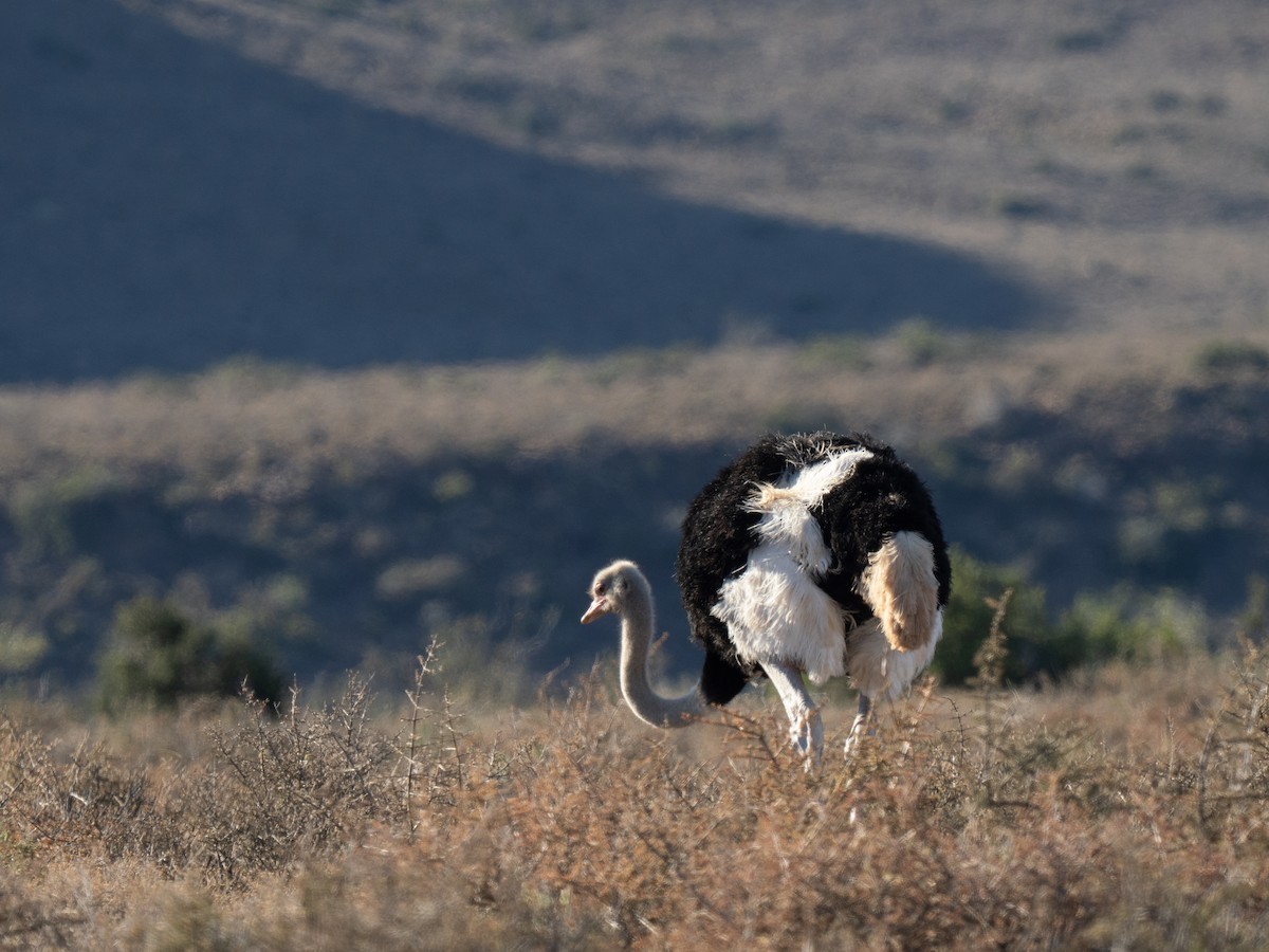 Африканский страус - ML646446620