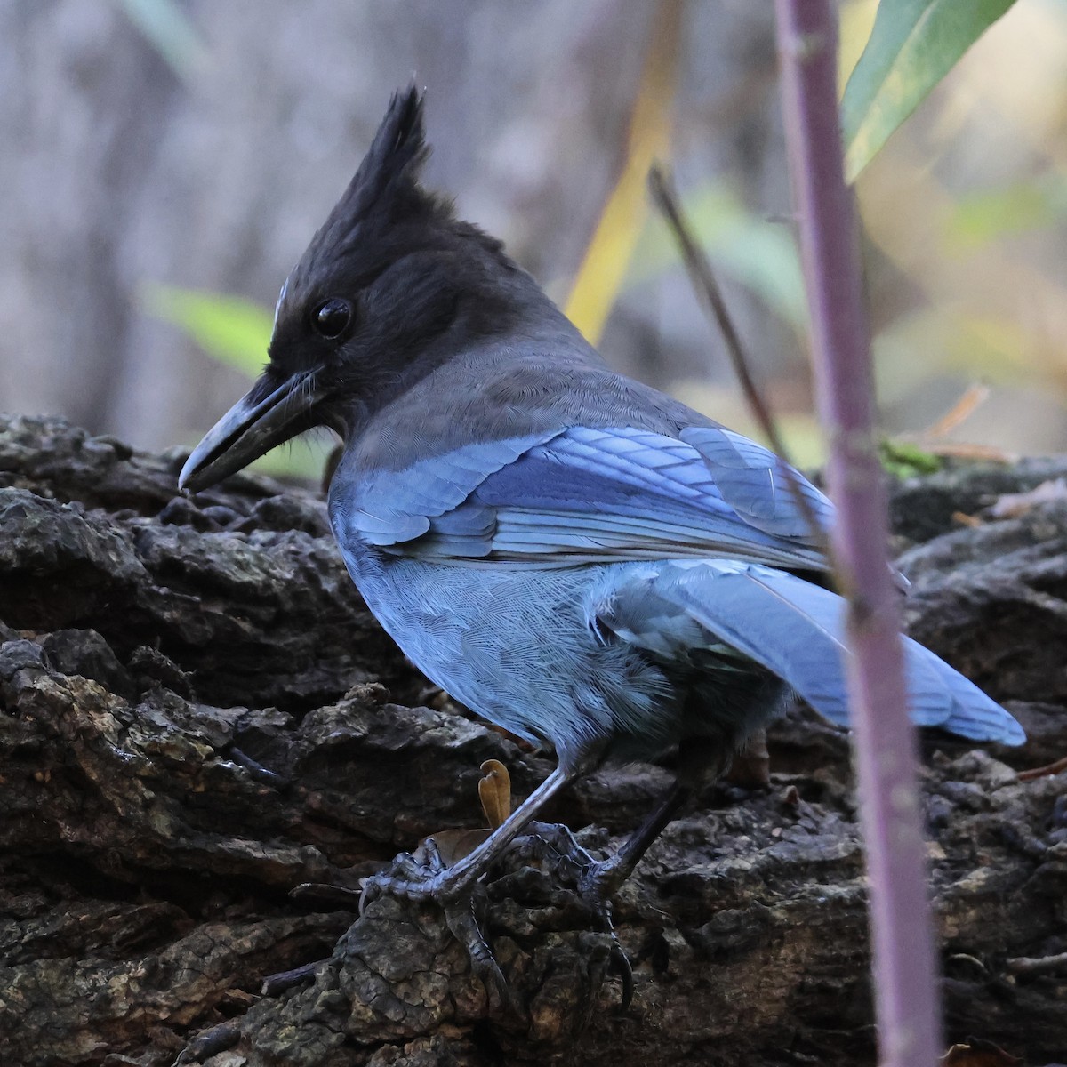 Стеллерова сойка - ML646446622