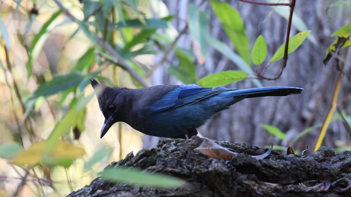 Стеллерова сойка - ML646446623