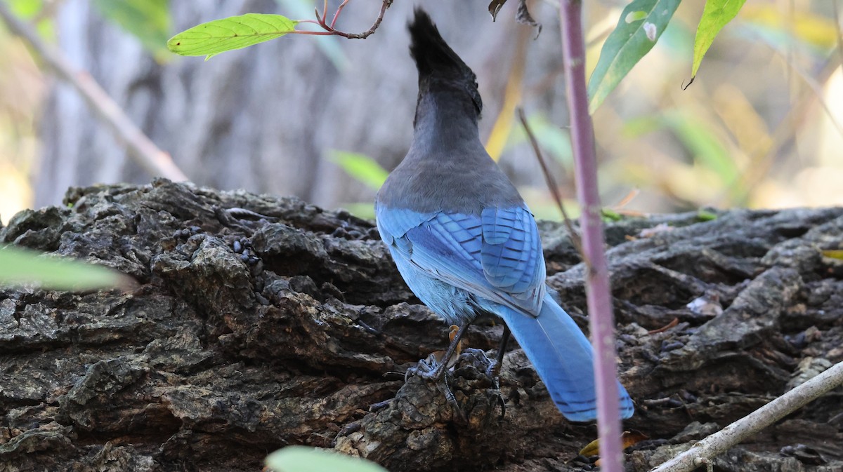 Стеллерова сойка - ML646446624
