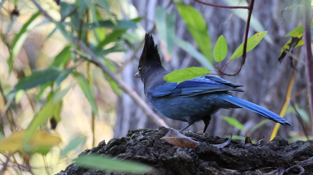 Стеллерова сойка - ML646446625