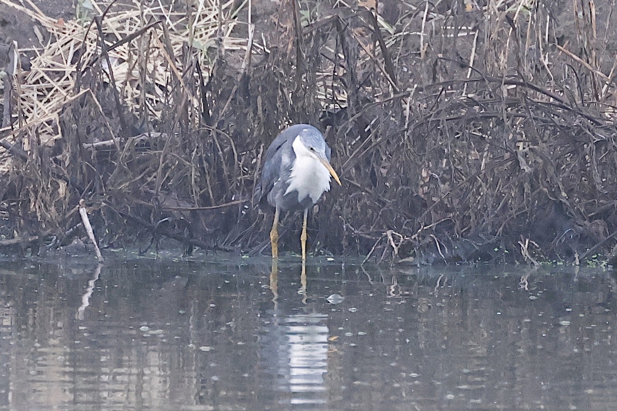 Сорочья цапля - ML646446626