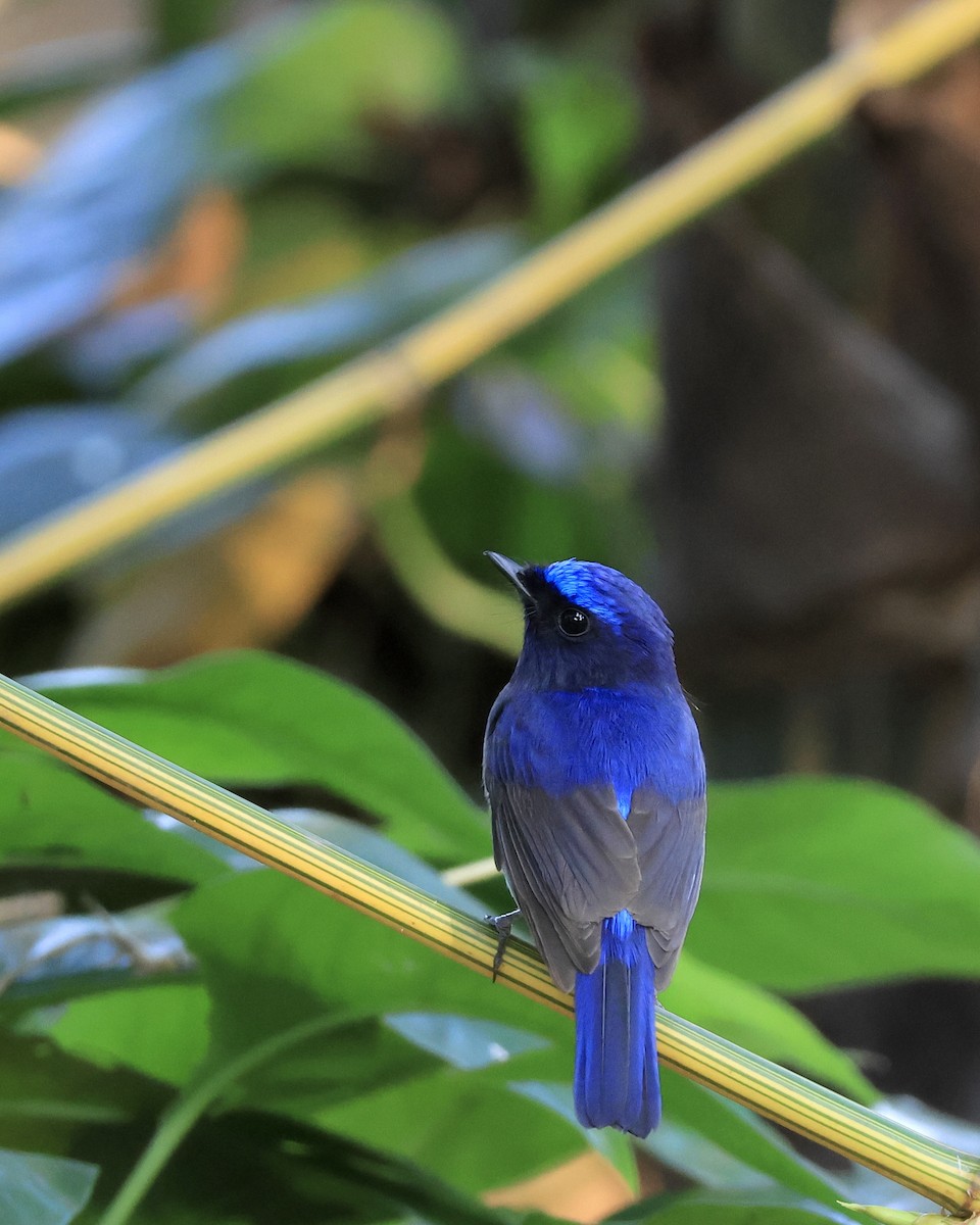 Малая нильтава - ML646446627