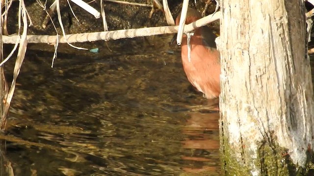 Красноногий погоныш - ML646446629