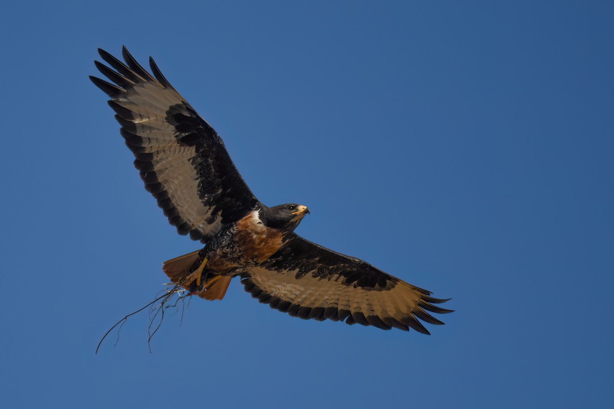 Скальный канюк - ML646446630