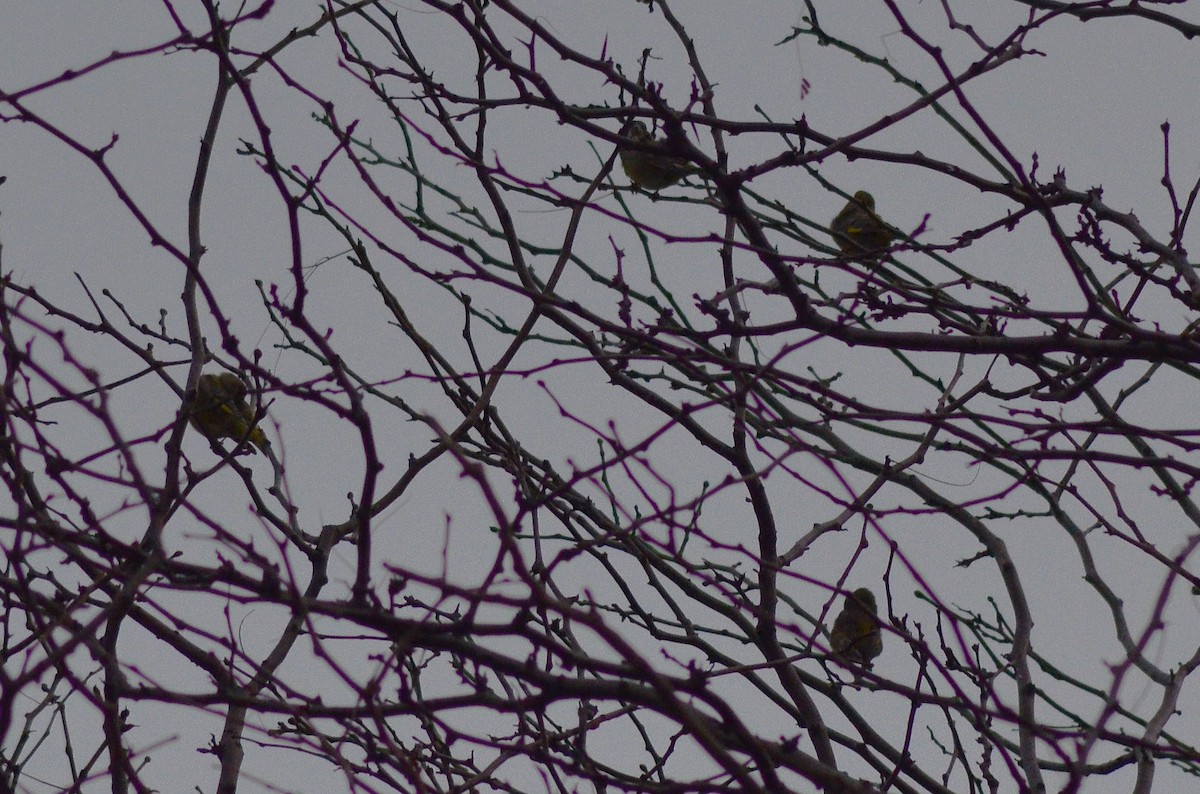 Обыкновенная зеленушка - ML646446633