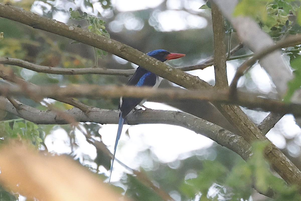 Райский зимородок - ML646446634