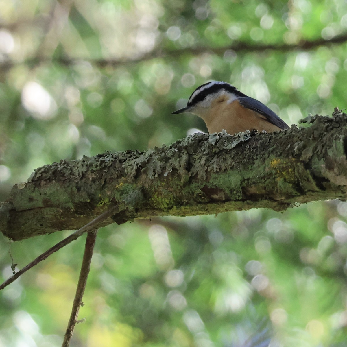 Канадский поползень - ML646446635