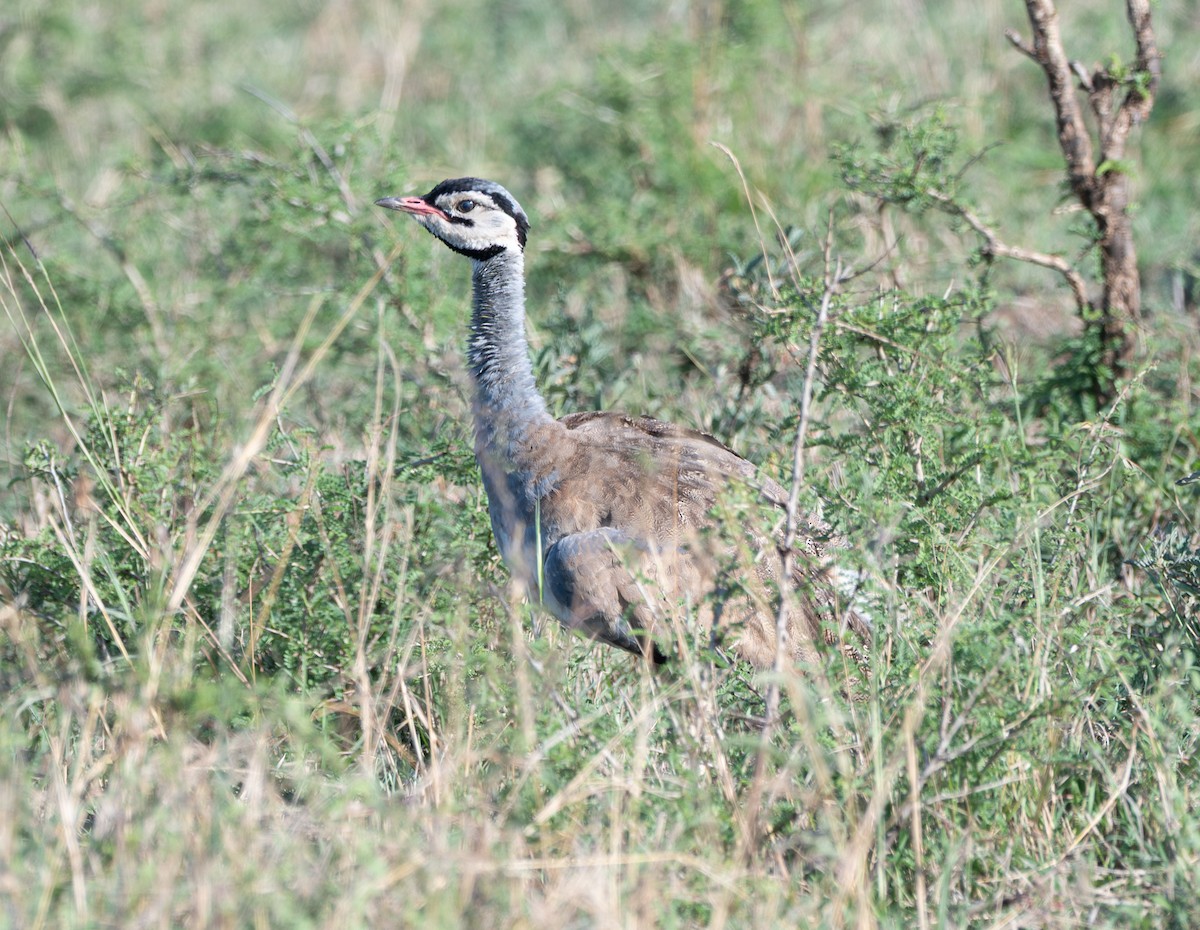 White-bellied Bustard - ML646446638