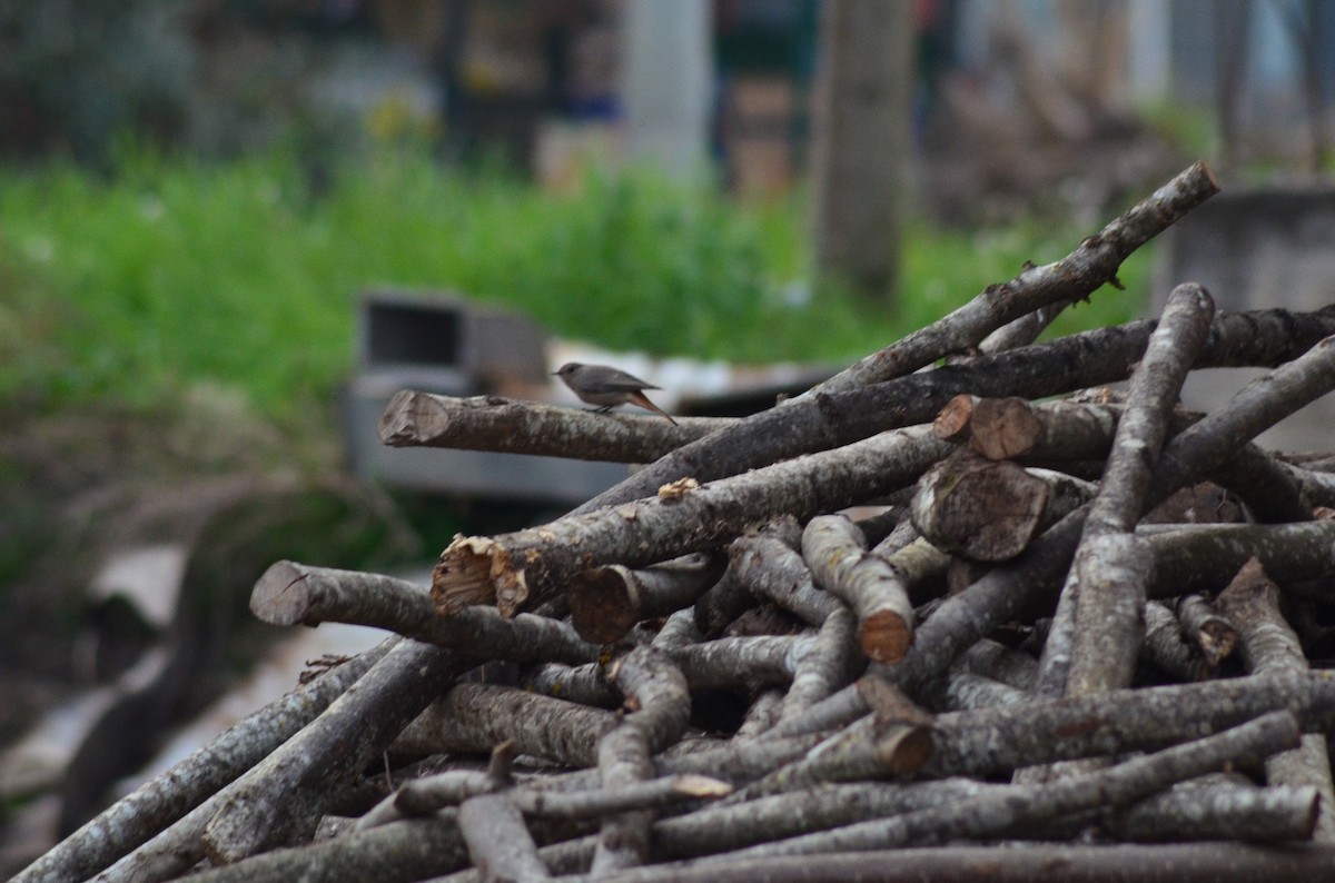 Buztangorri iluna - ML646446639