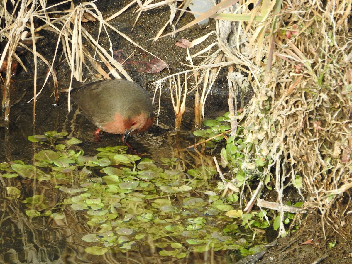 kastanjerikse - ML646446640