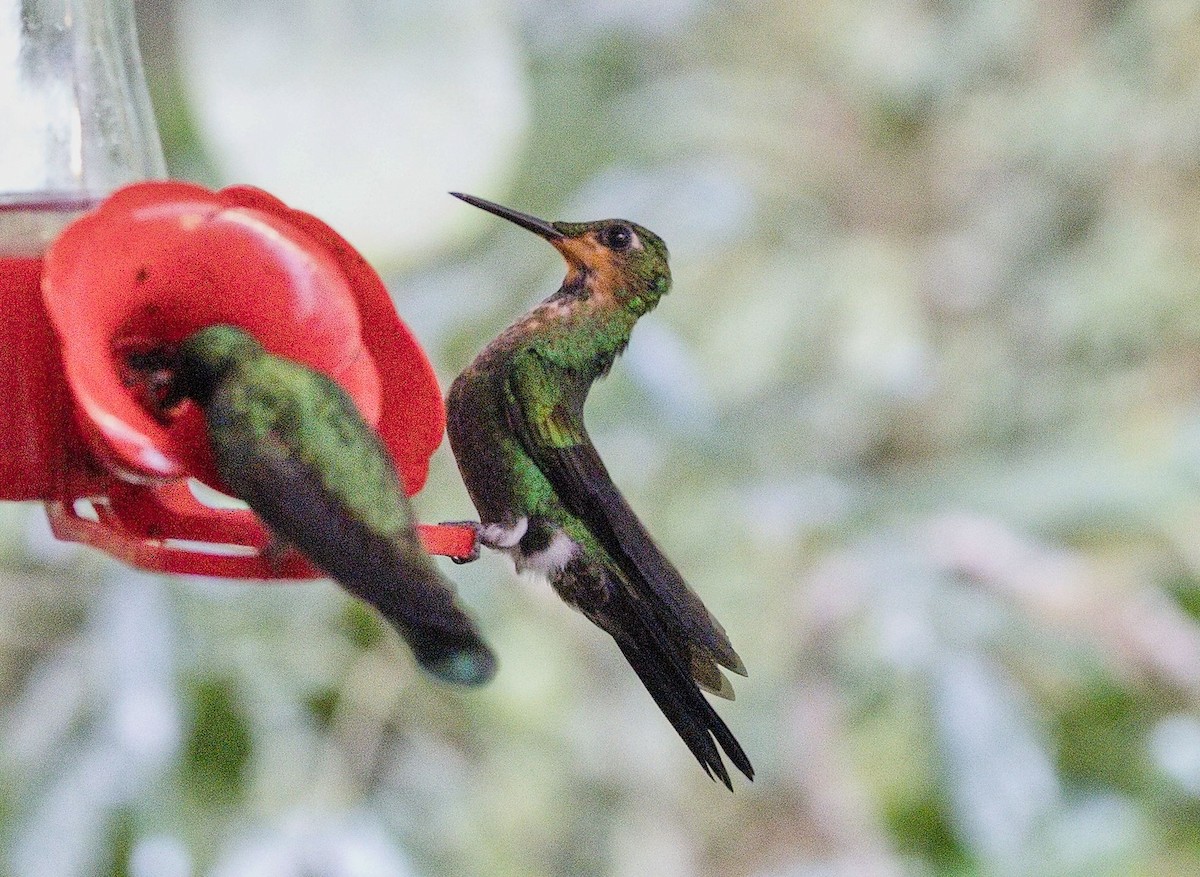 Green-crowned Brilliant - ML646446644