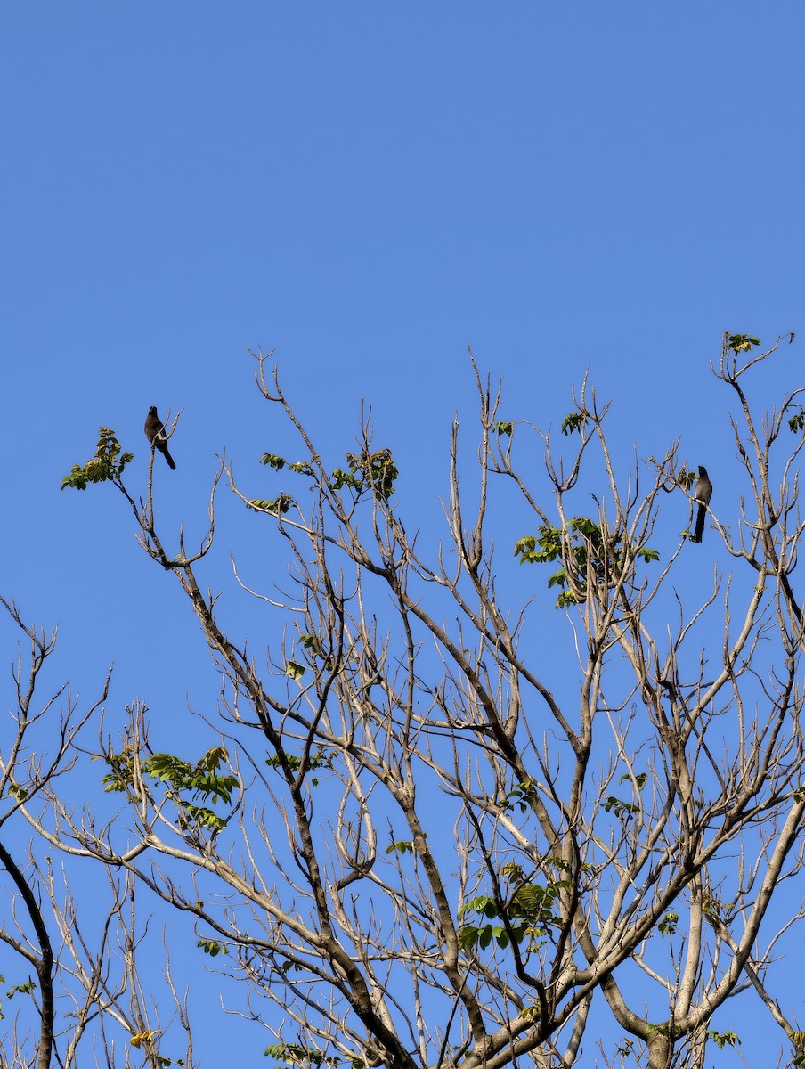 straka himálajská - ML646446647