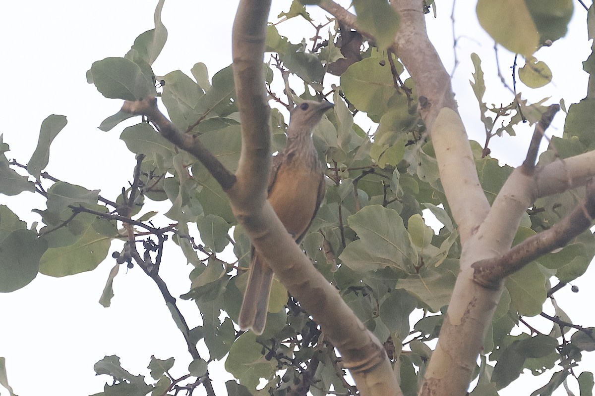 Fawn-breasted Bowerbird - ML646446648