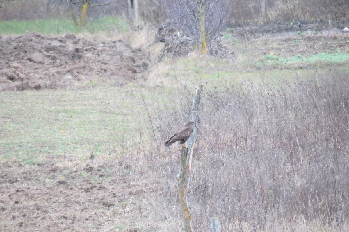 Common Buzzard - ML646446649
