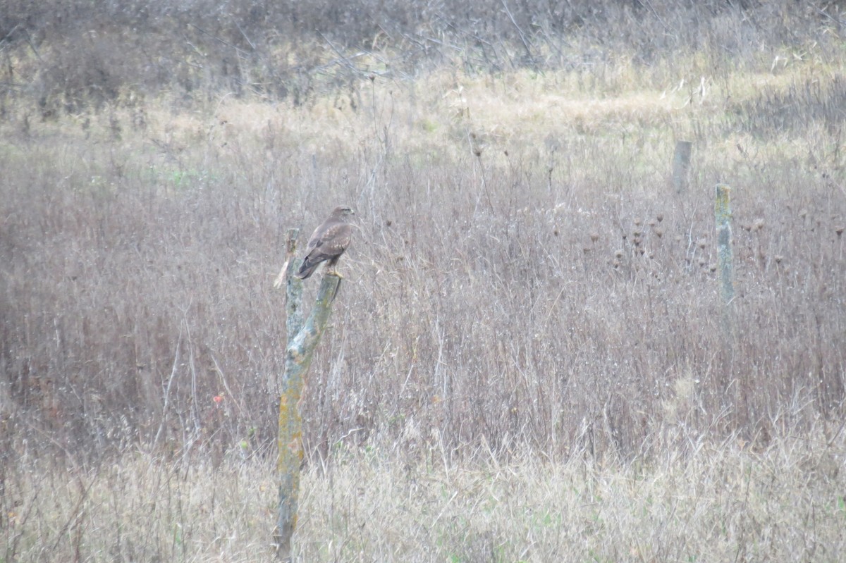 Common Buzzard - ML646446650