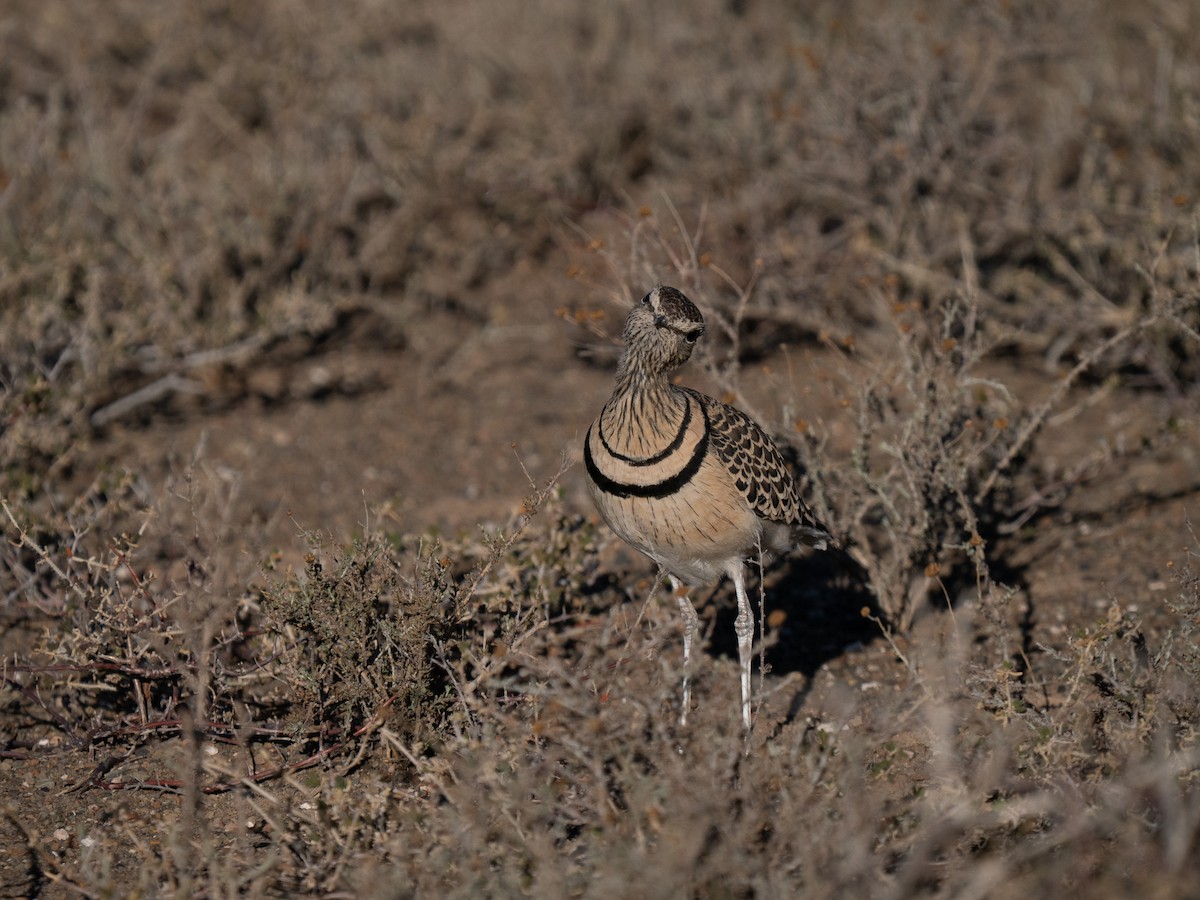 Double-banded Courser - ML646446652