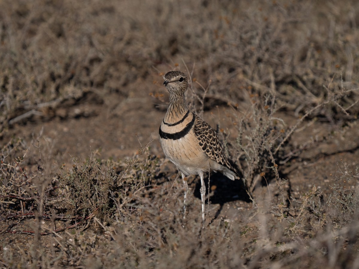 Double-banded Courser - ML646446653