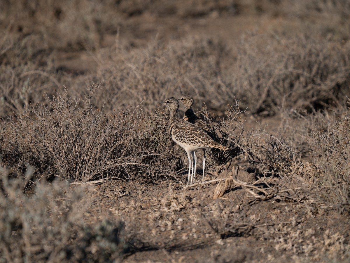 Double-banded Courser - ML646446654