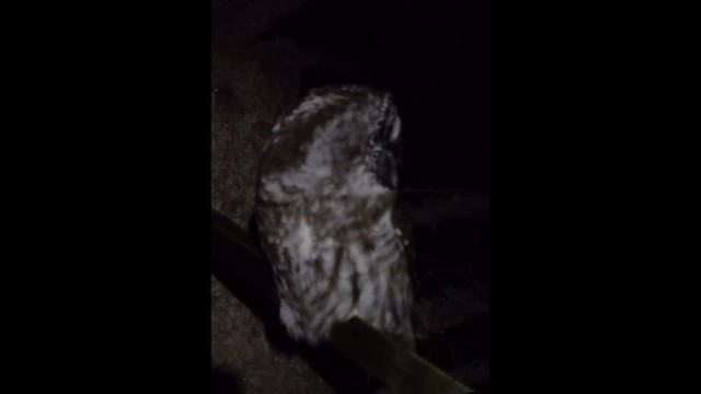 Boreal Owl - ML646446656