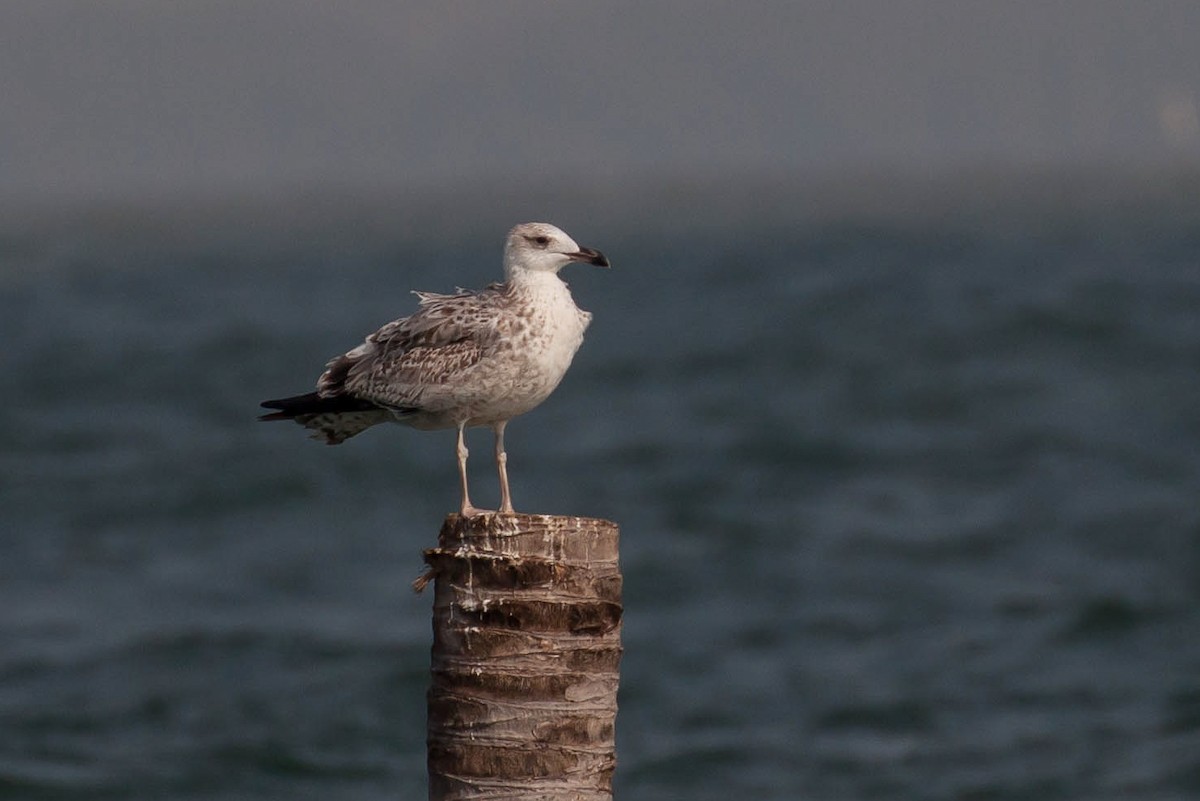 小黑背鷗(heuglini) - ML646446657