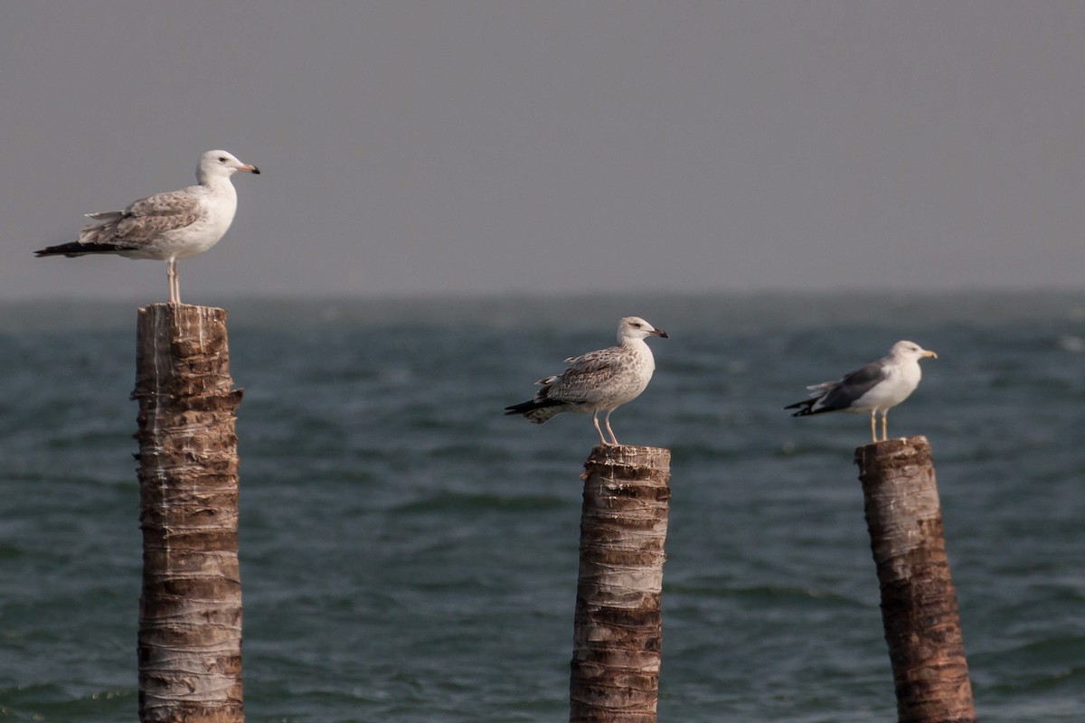 小黑背鷗(heuglini) - ML646446658