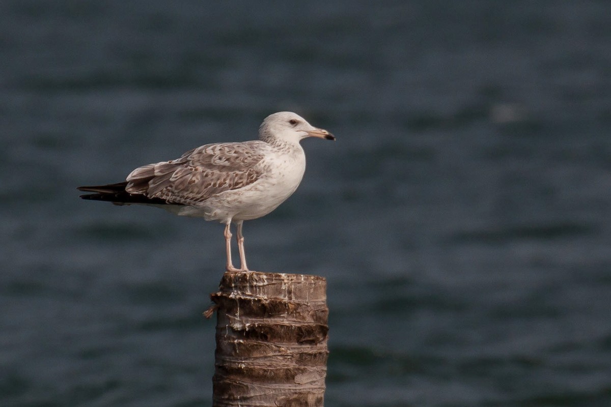 Lesser Black-backed Gull (Heuglin's) - ML646446659