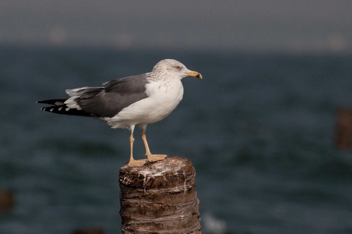 Lesser Black-backed Gull (Heuglin's) - ML646446660