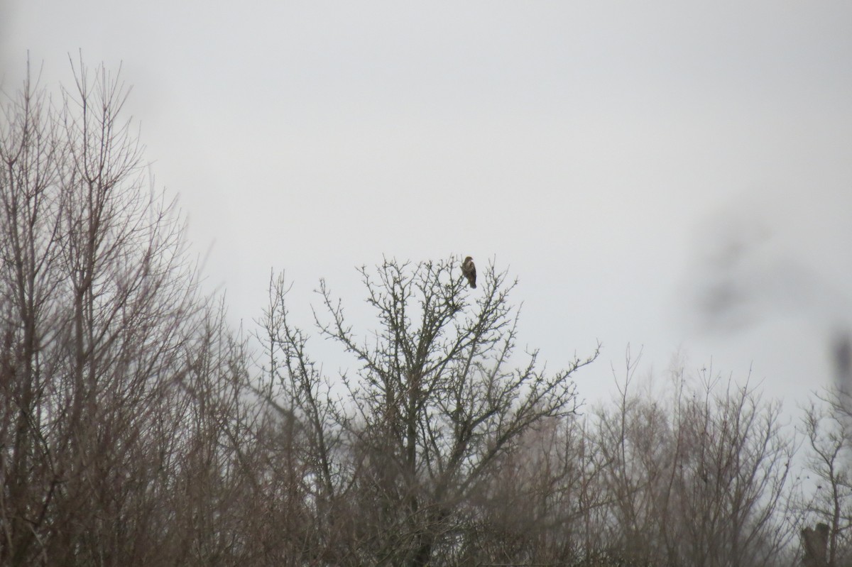 Common Buzzard - ML646446662