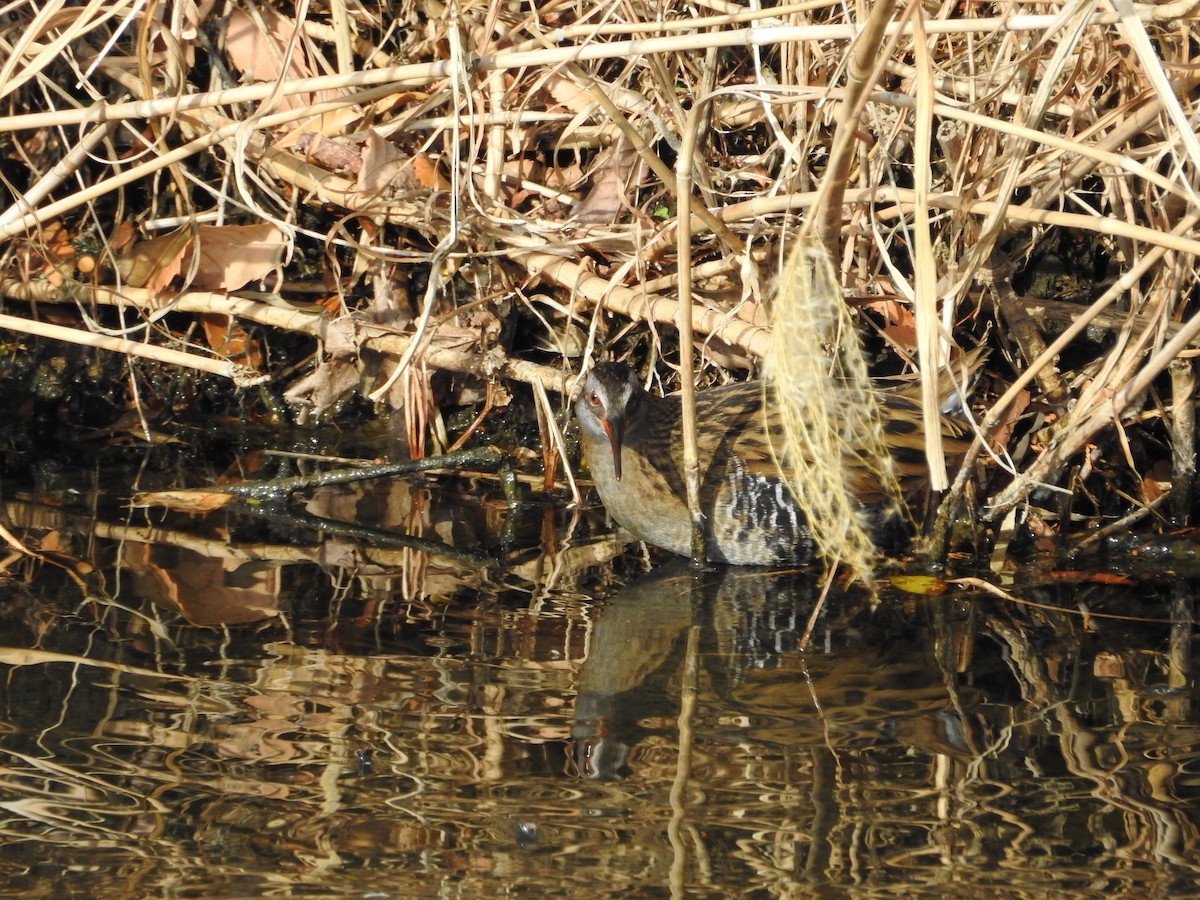 brunkinnrikse - ML646446664