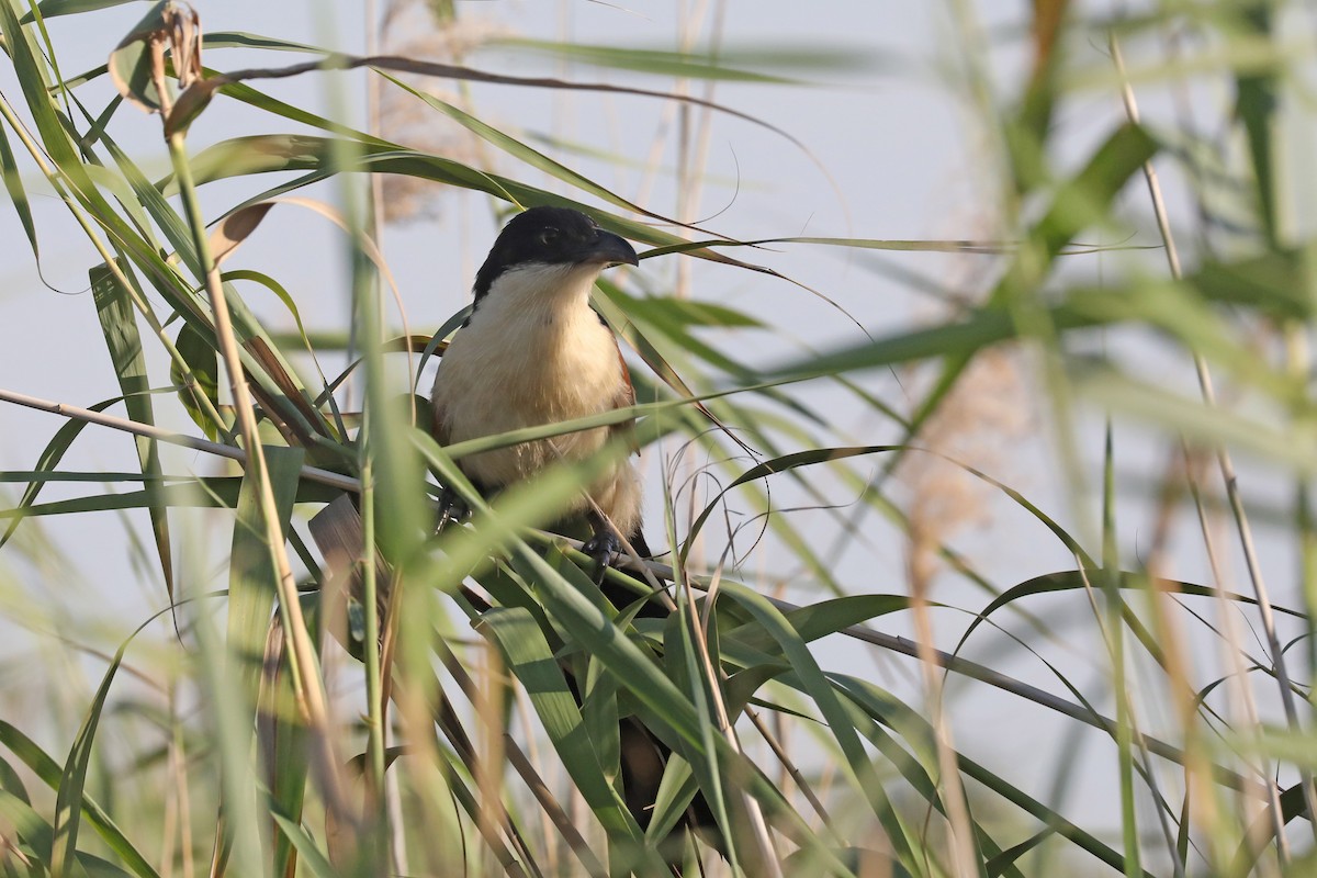 ドウイロオナガバンケン - ML646446669