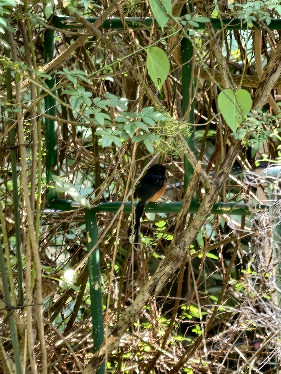 White-rumped Shama - ML646446671