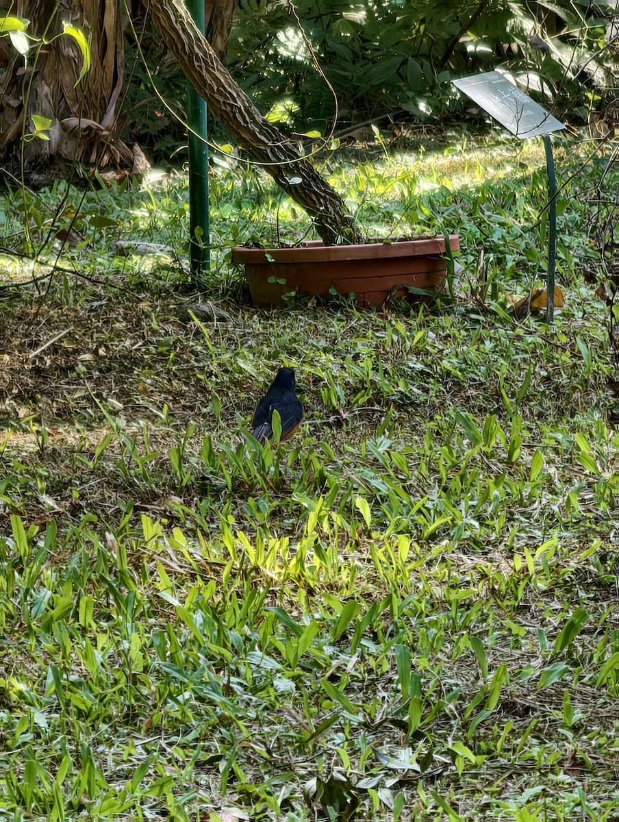 White-rumped Shama - ML646446672