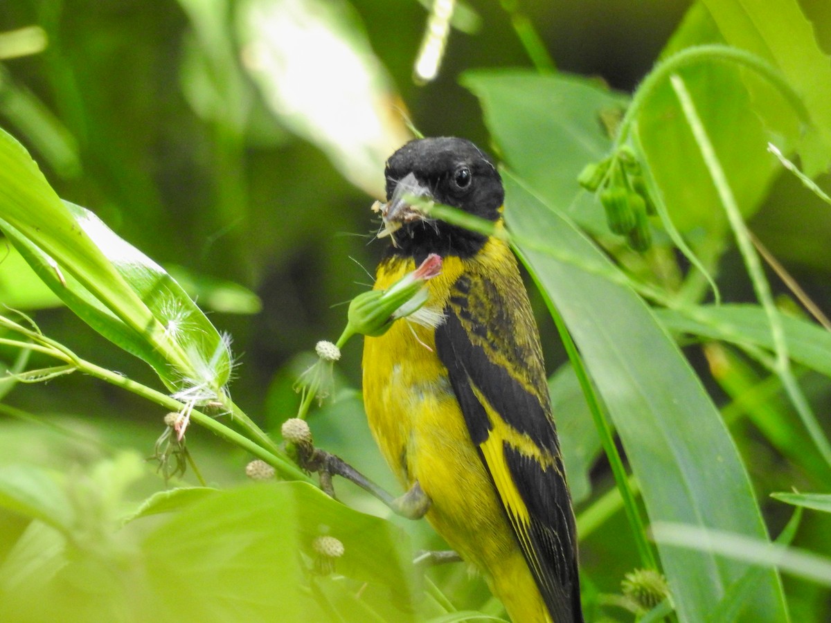 Hooded Siskin - ML646446673