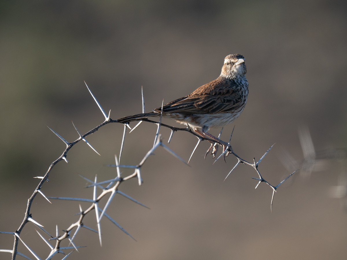 Karoo Long-billed Lark - ML646446674