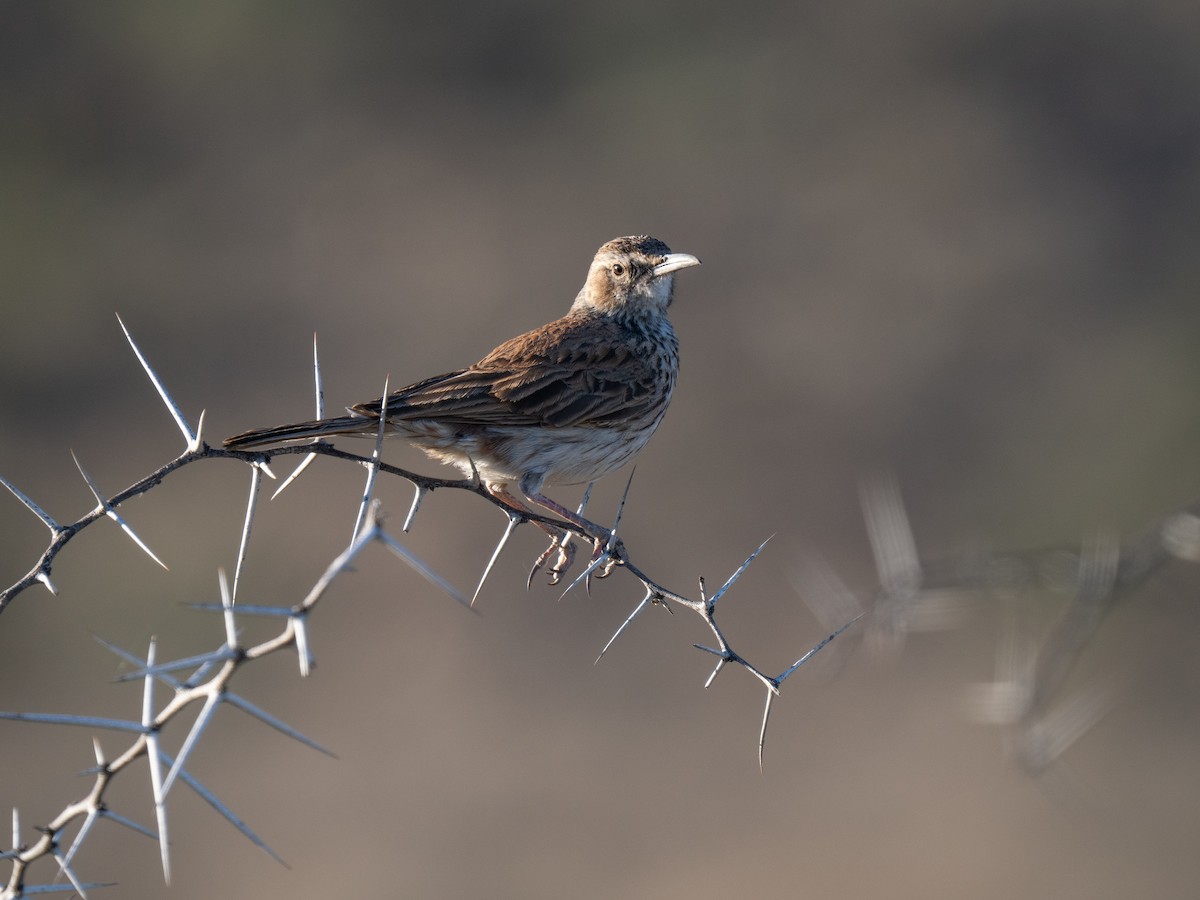 Karoo Long-billed Lark - ML646446675