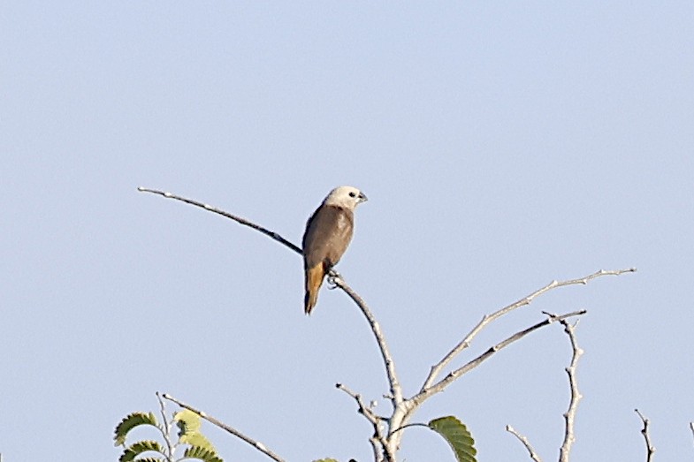 Gray-headed Munia - ML646446676