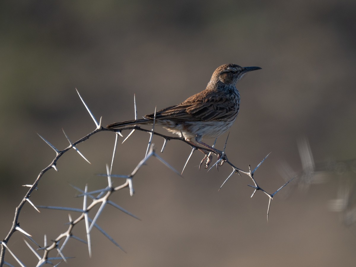 Karoo Long-billed Lark - ML646446677