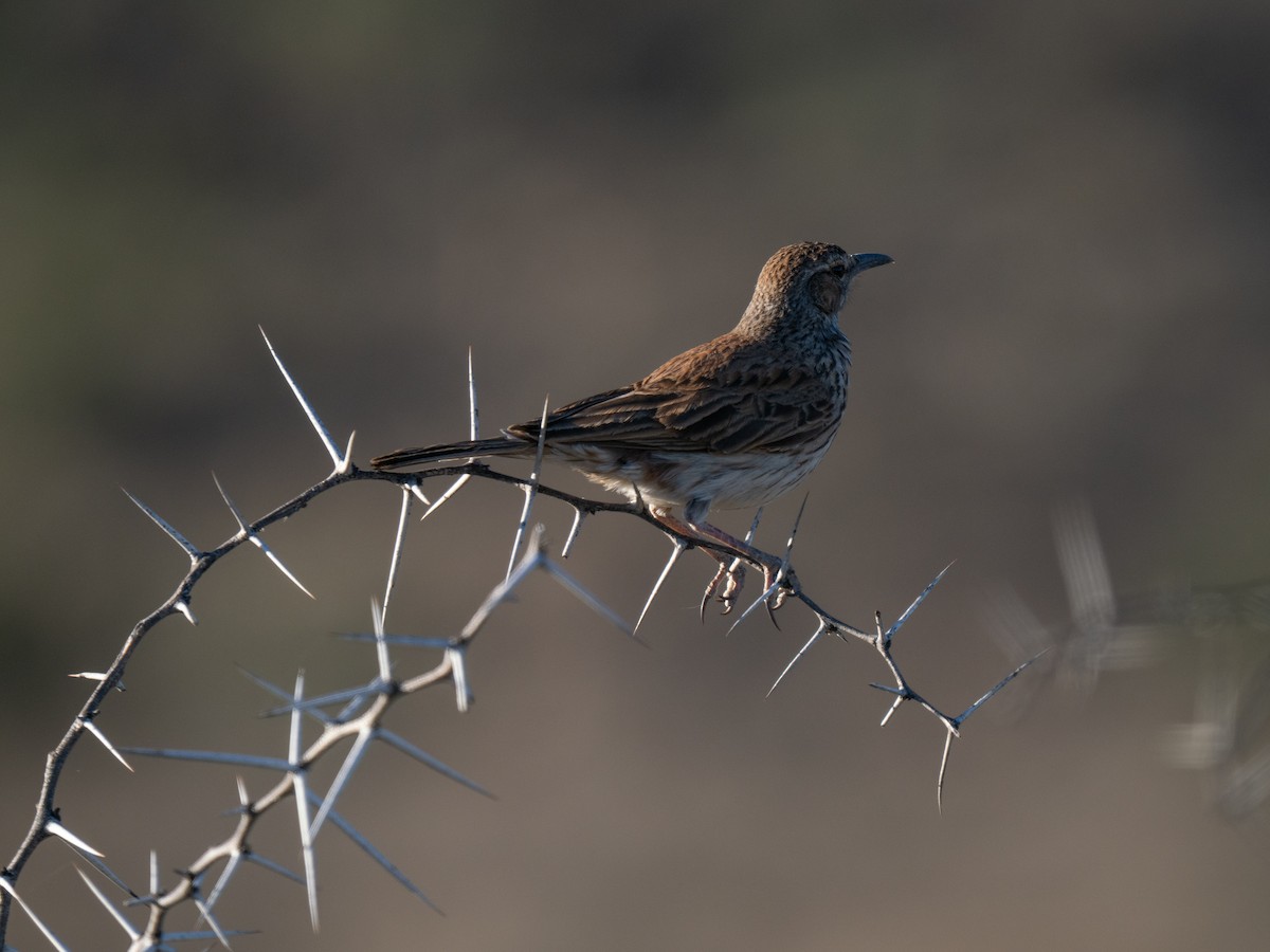 Karoo Long-billed Lark - ML646446678