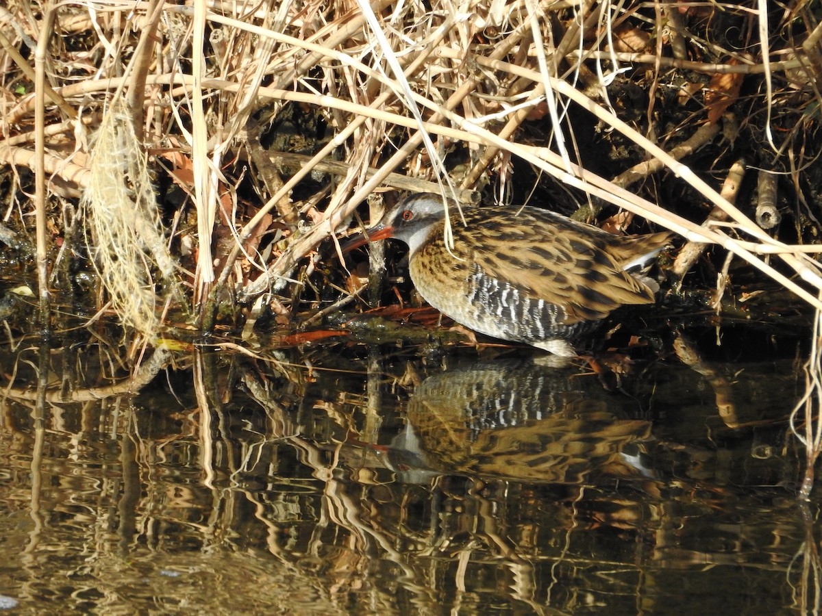 brunkinnrikse - ML646446679