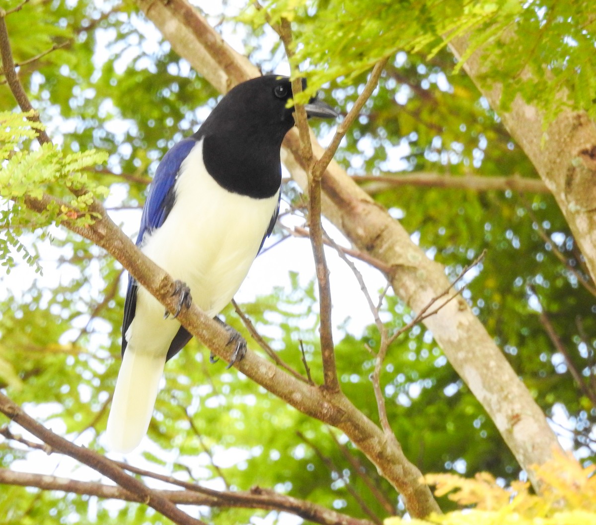 Curl-crested Jay - ML646446680