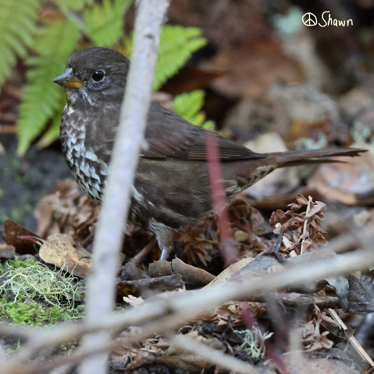 Fox Sparrow - ML646446682