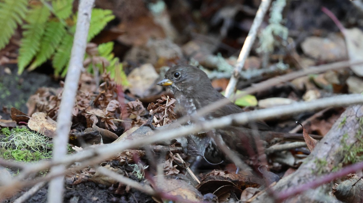 Fox Sparrow - ML646446683