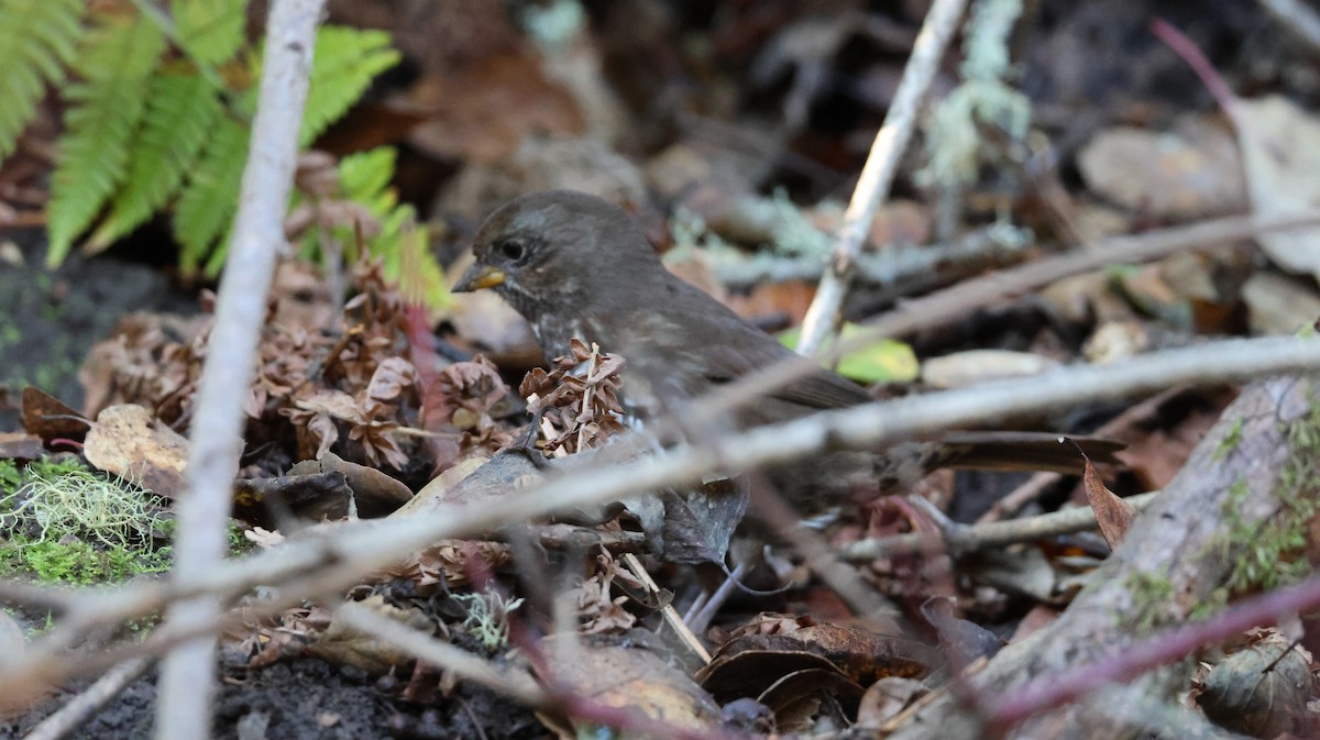 Fox Sparrow - ML646446684