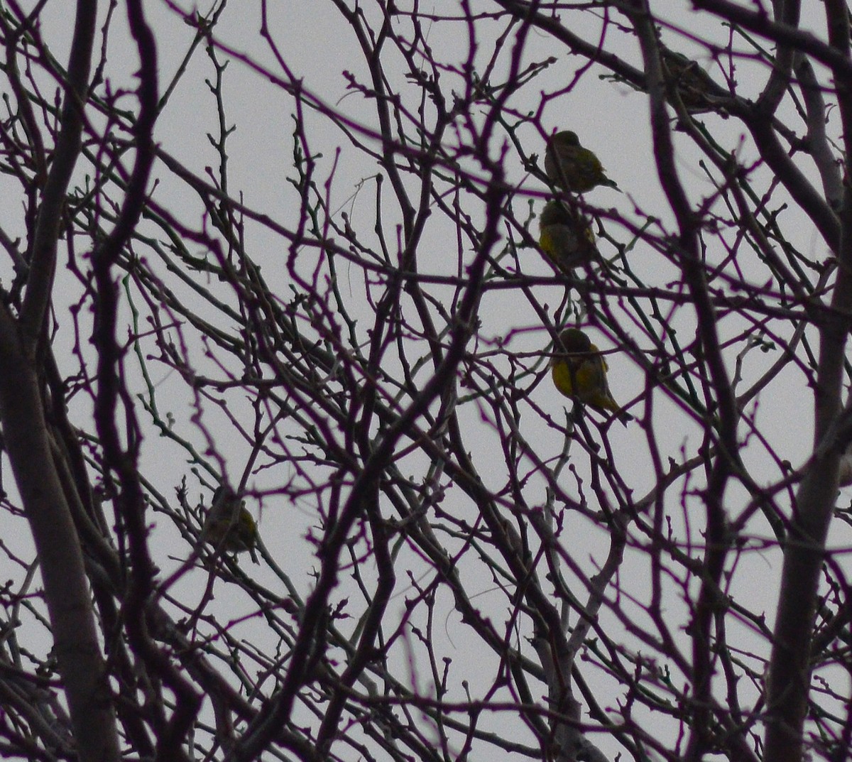 European Greenfinch - ML646446685
