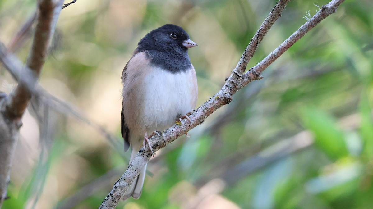 Dark-eyed Junco - ML646446686