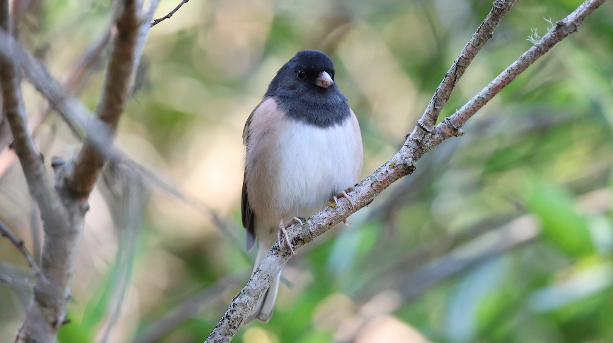 Dark-eyed Junco - ML646446688