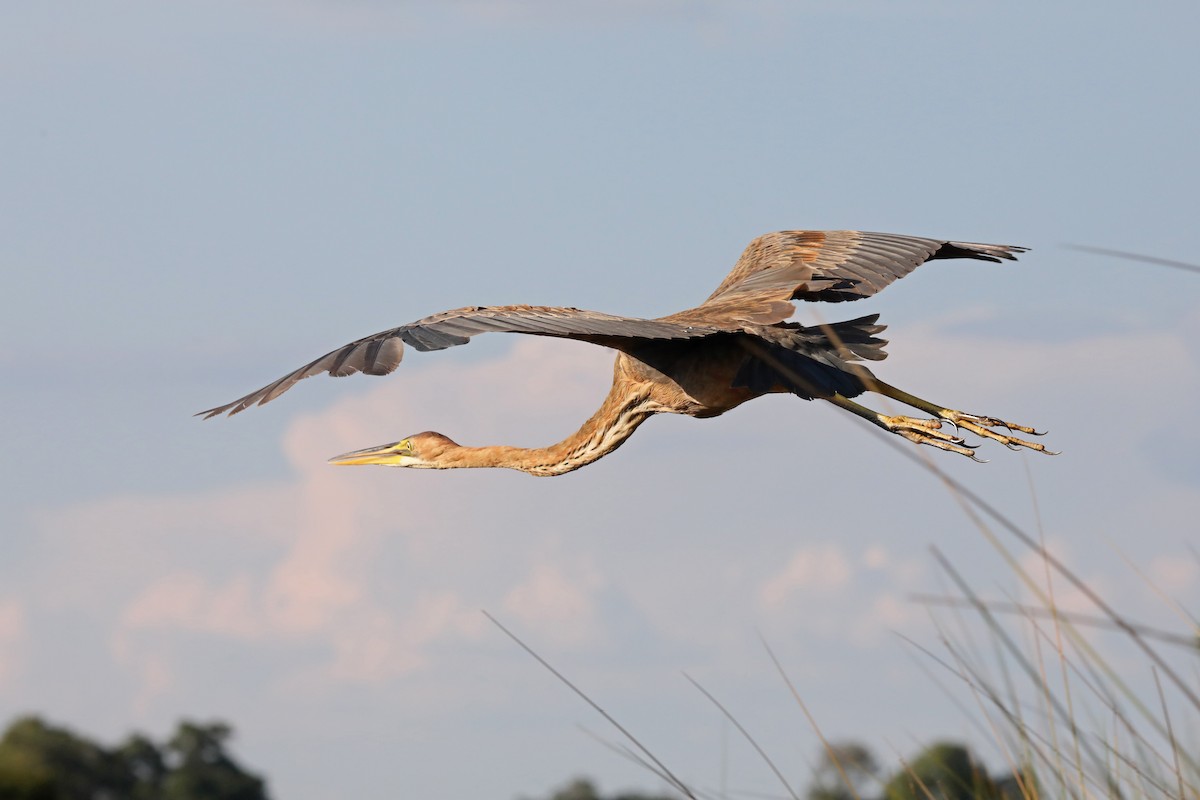 Purple Heron - ML646446689