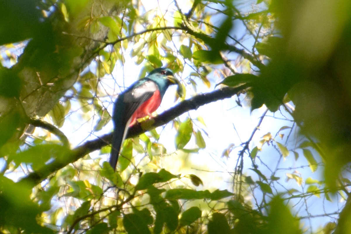 Narina Trogon - ML646446690