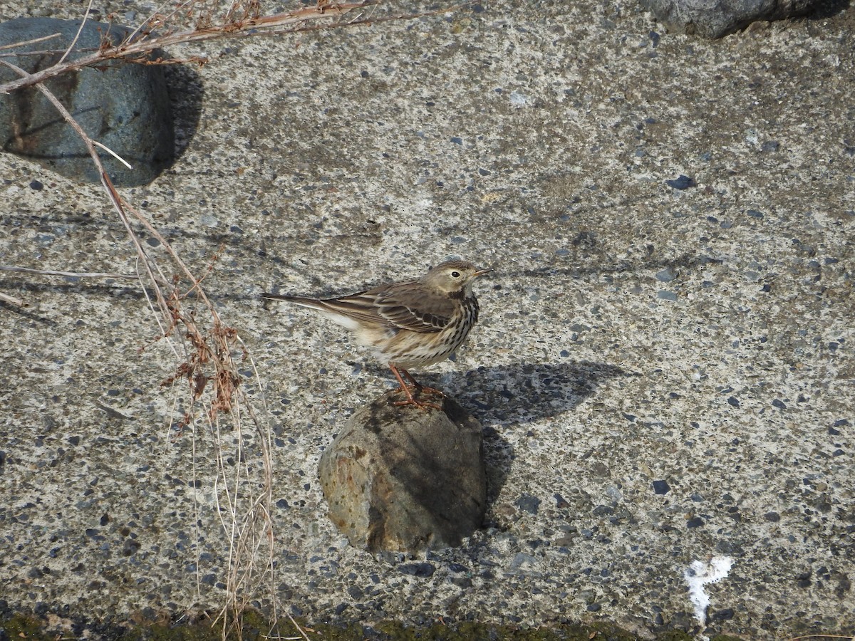 amurpiplerke - ML646446691